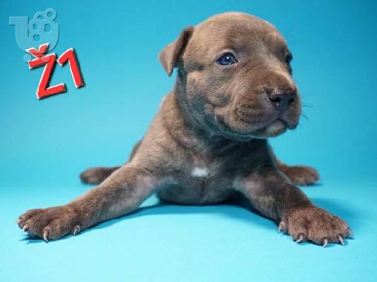 PoulaTo: Κουτάβια American Pit Bull Terrier